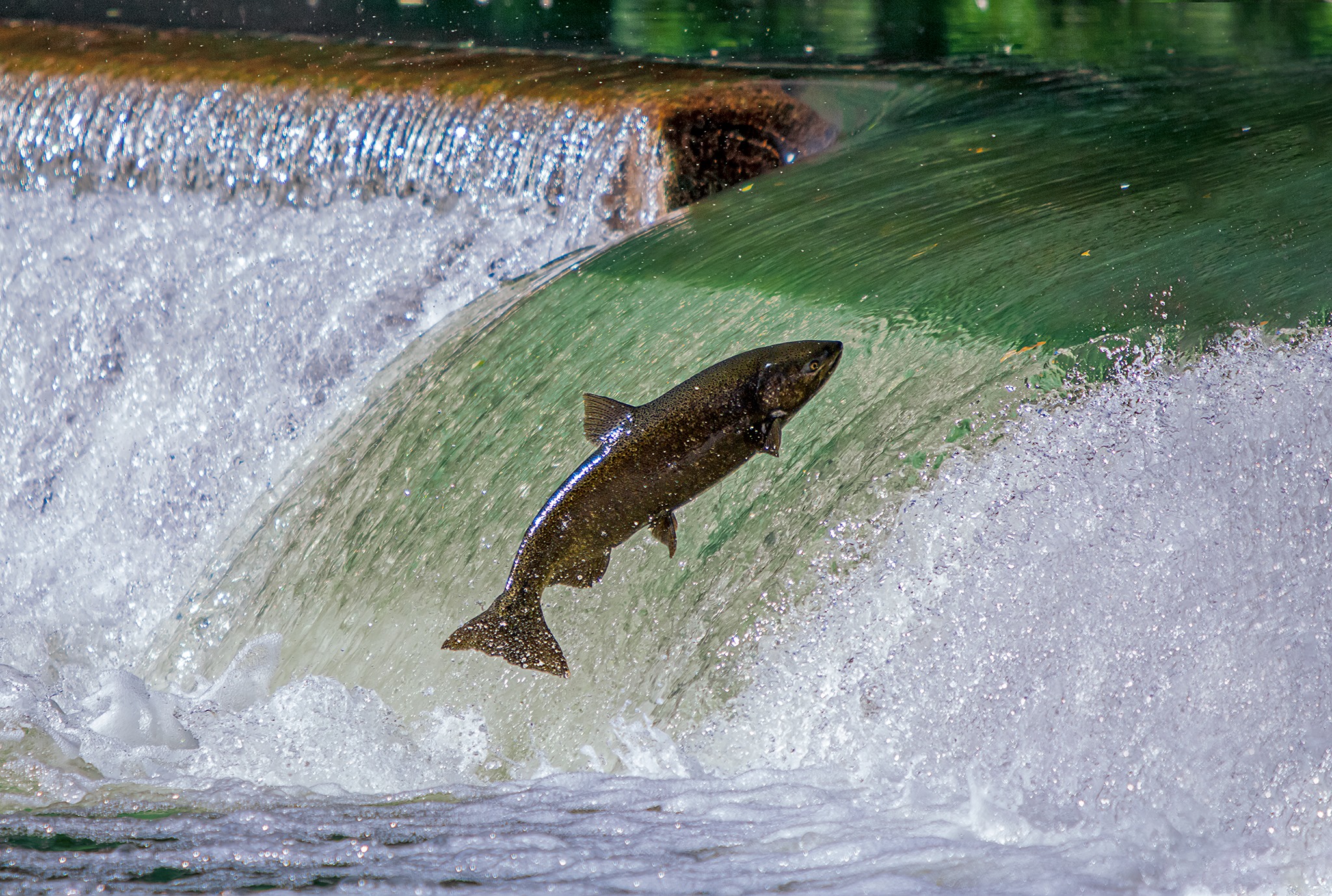 Chinook Salmon jumping up a waterfall in the Humber River of Toronto