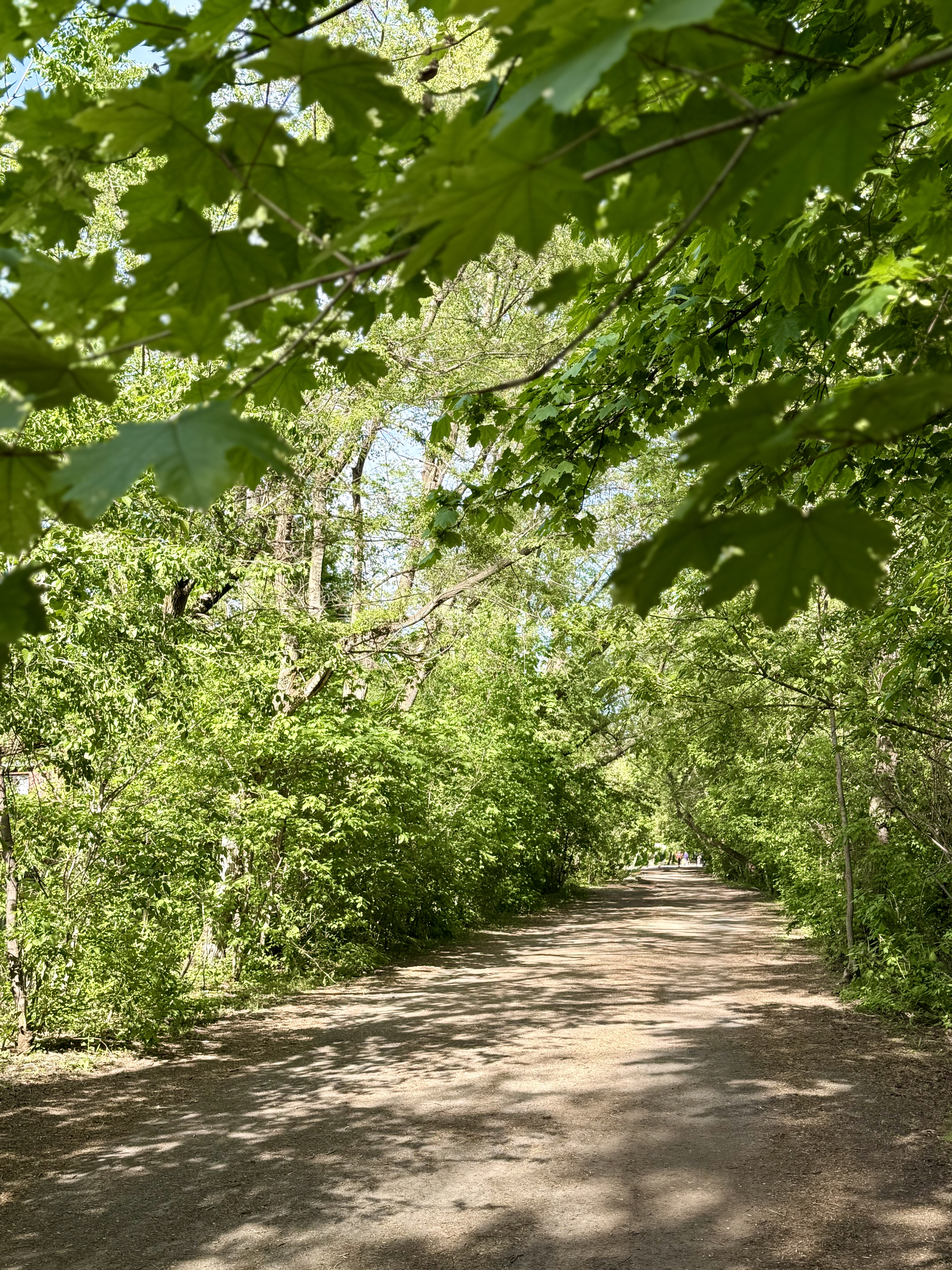 A paved and dirt trail surrounded by trees.